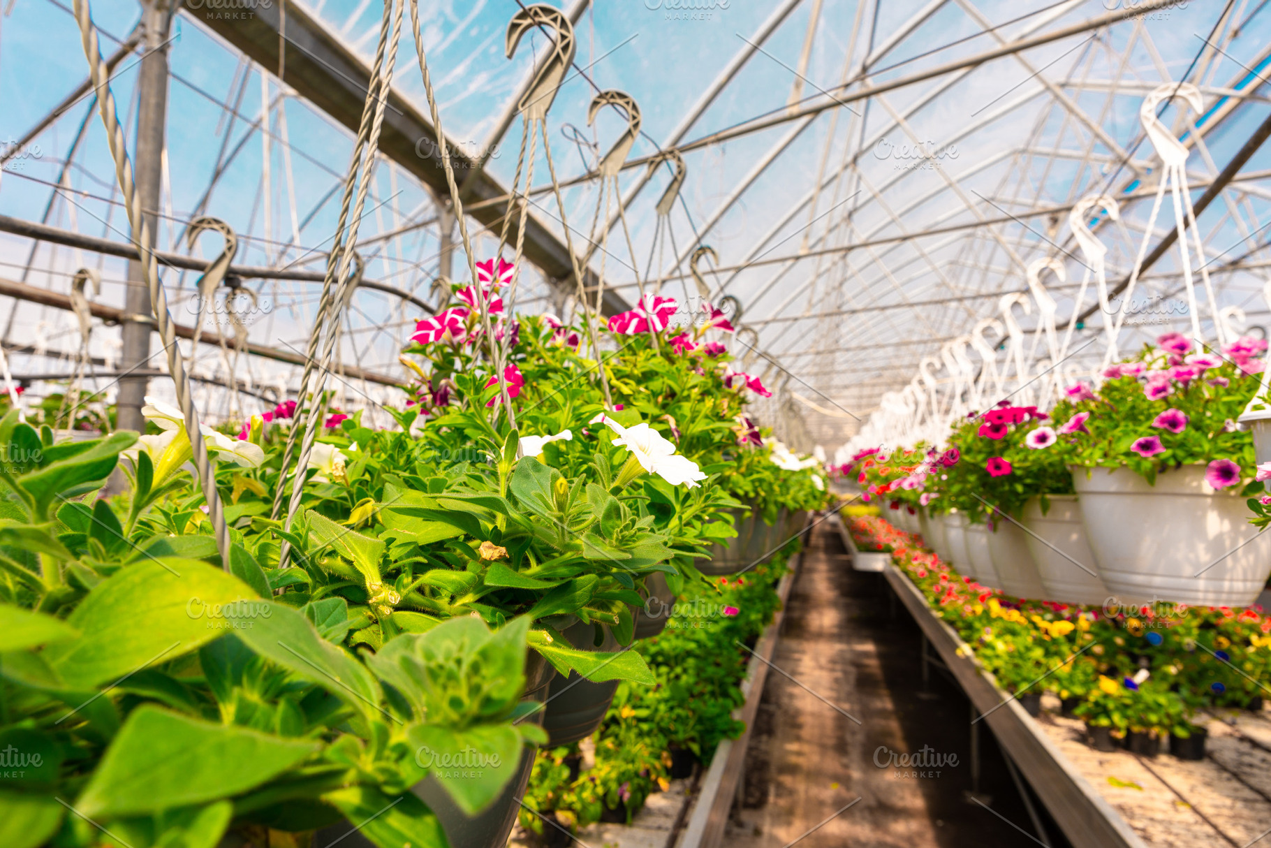 Rows of colorful petunias in hanging pots inside a bright greenh, a Nature Photo by Ales Munt