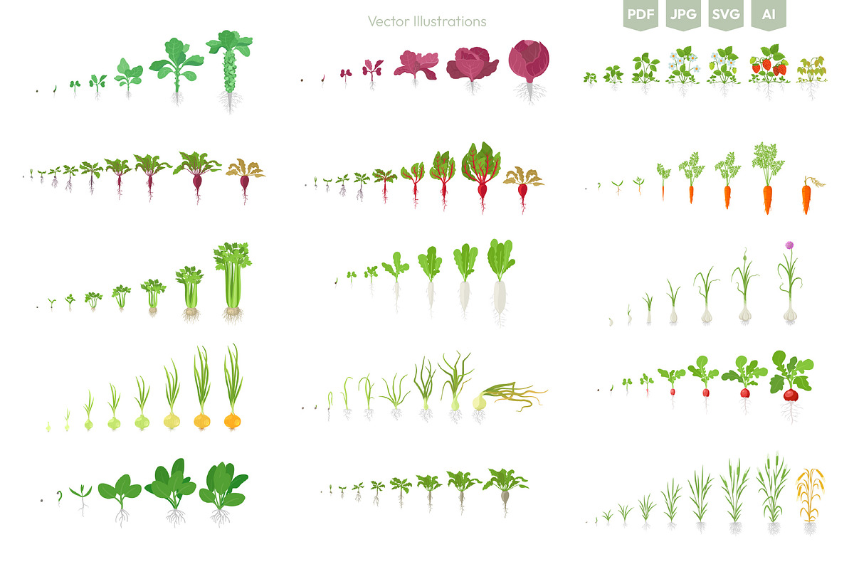 Stages of Plant Growth set, an Education Illustration by Ilia Design (Photo 2 of 7)