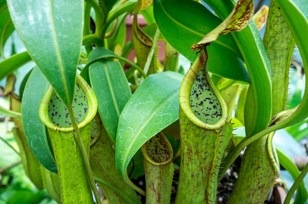Close-up of nepenthes plant with vibrant green traps and tropica