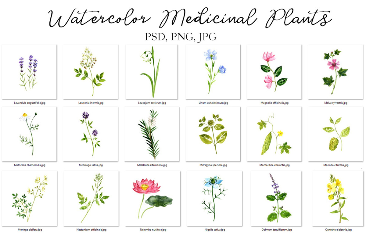Watercolor Medicinal Plants, a Healthcare Illustration by cat_arch_angel (Photo 4 of 7)