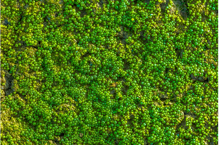 Green volvox colony in the dryed, an Abstract Photo by Lukas Jonaitis SHOP