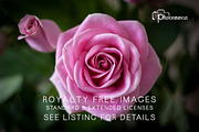 25 Color Flower Vol 1. Photos Hi Res, a Nature Photo by Artfanaticus (Thumbnail 3 of 5)