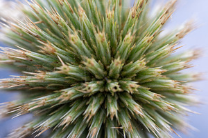 Macro image of green cactus spines radiating outward, highlighting texture and, a Person Photo by Ales Munt