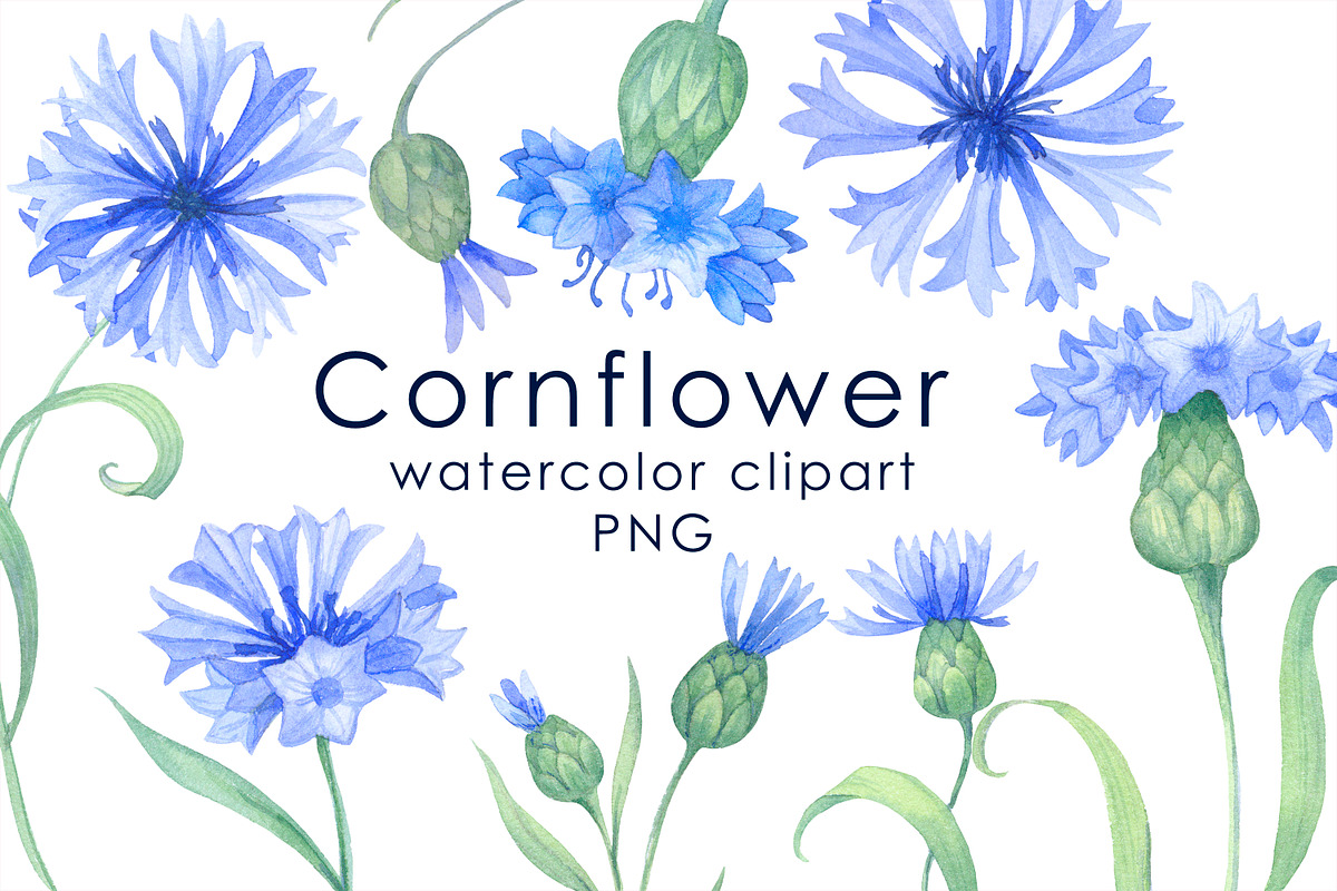 Watercolor blue cornflowers Clipart, an Illustration by EshaStudio (Photo 1 of 2)