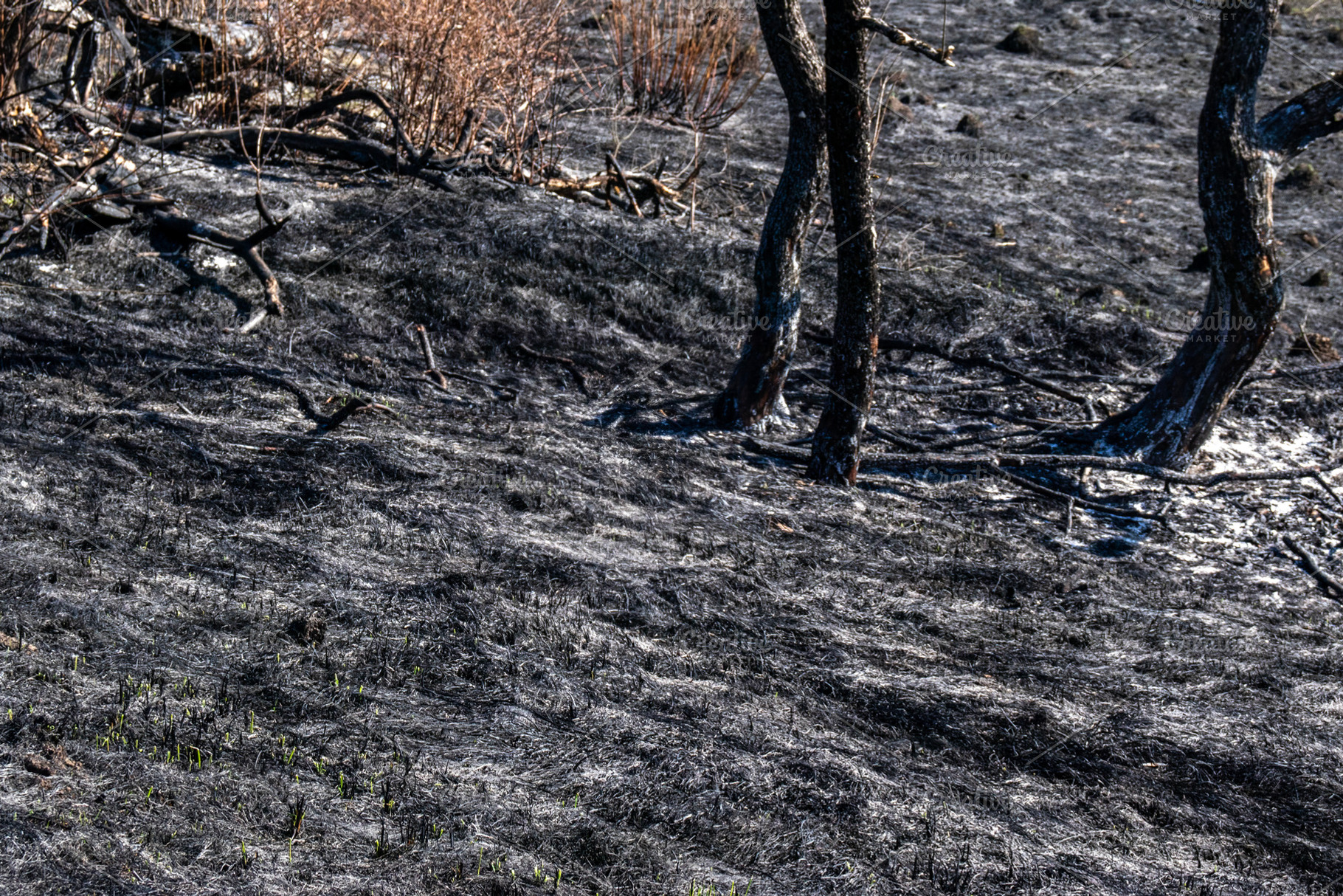 Nature after a fire., a Nature Photo by Schreibikus