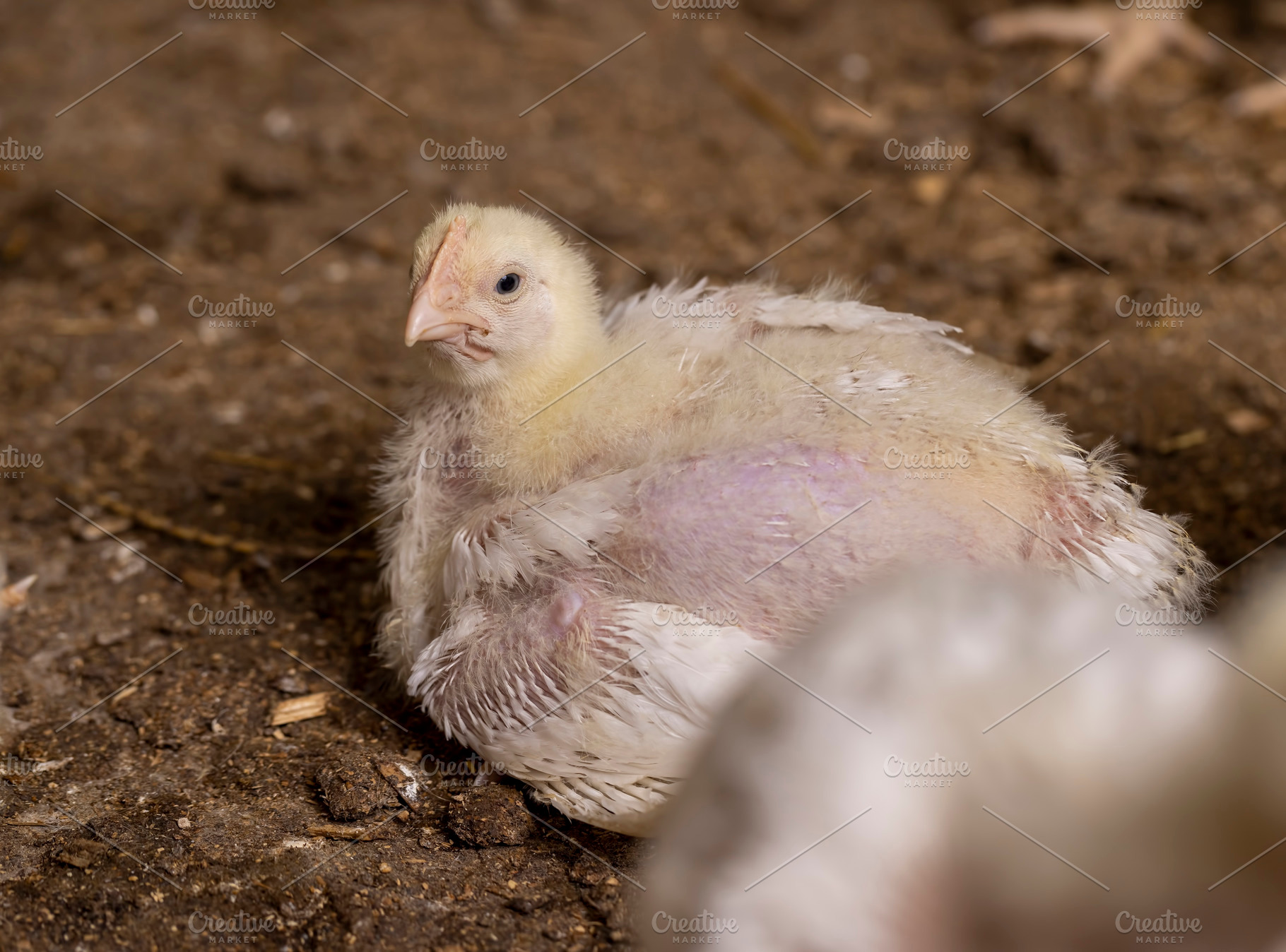 A chicken with plumage during the change of yellow fluff to feathers,, a Photo by rsoollAI
