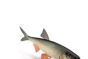 Chub, an Animal 3D Model by AndrewWhite (Thumbnail 6 of 21)
