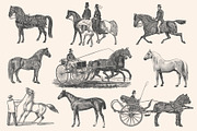 Horses - Vintage Illustration Set, an Illustration by Graphic Goods (Thumbnail 10 of 12)