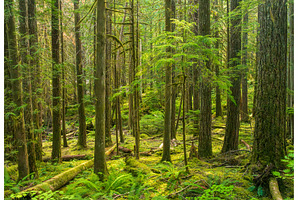 Trees surrounding the Thunder Knob, a Nature Photo by Backyard Stock