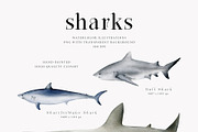Watercolor Sharks. Ocean animals set, an Animal Illustration by Diana Askarova Art (Thumbnail 3 of 9)