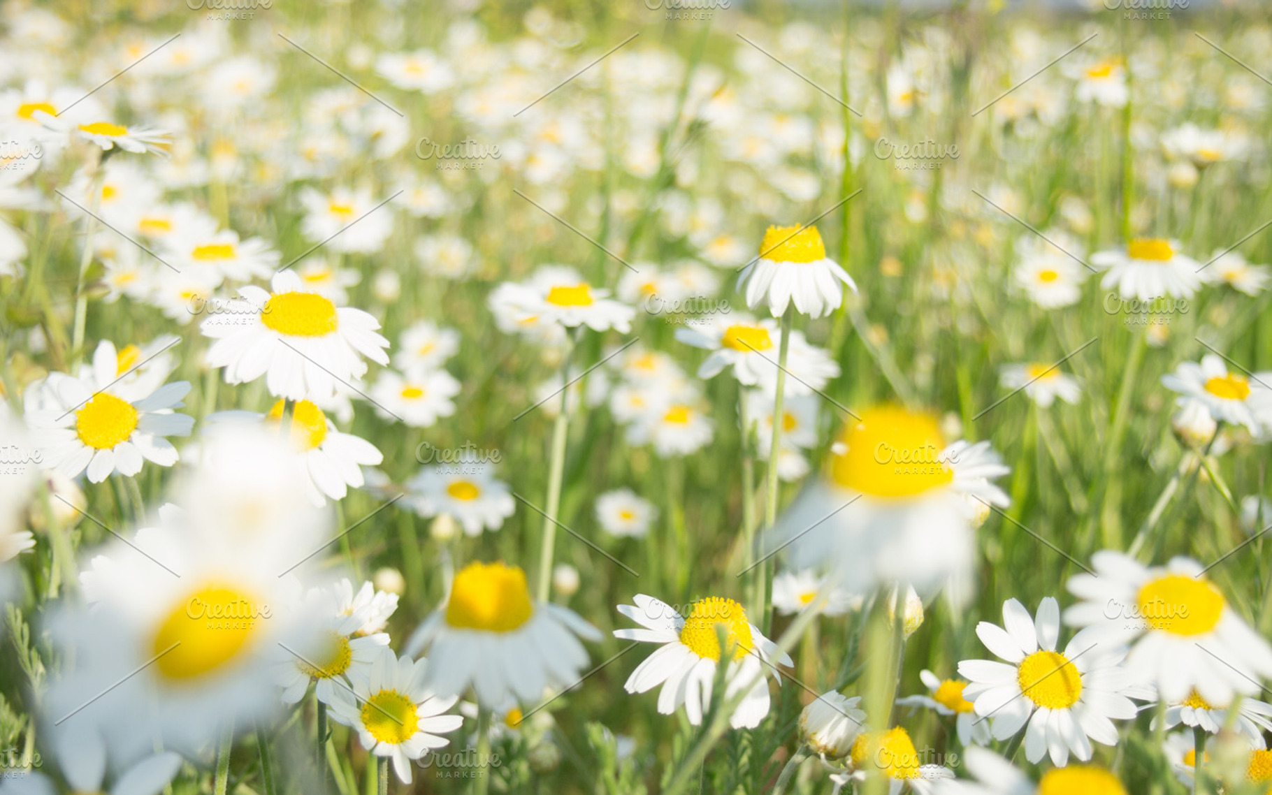 Daisies Chamomile Flowers
