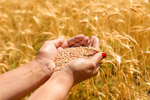Cupped hands holding raw wheat grains with a stalk of wheat abov, a Food & Drink Photo by Ales Munt