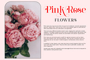 Barfiola Typeface, a Serif Font by MJtypefoundry (Thumbnail 2 of 14)
