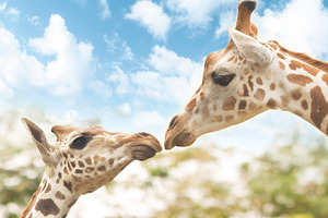 Landscape mother and baby giraffe