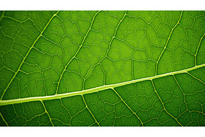 close green leaf pattern ai, a Nature Photo by pikepicture