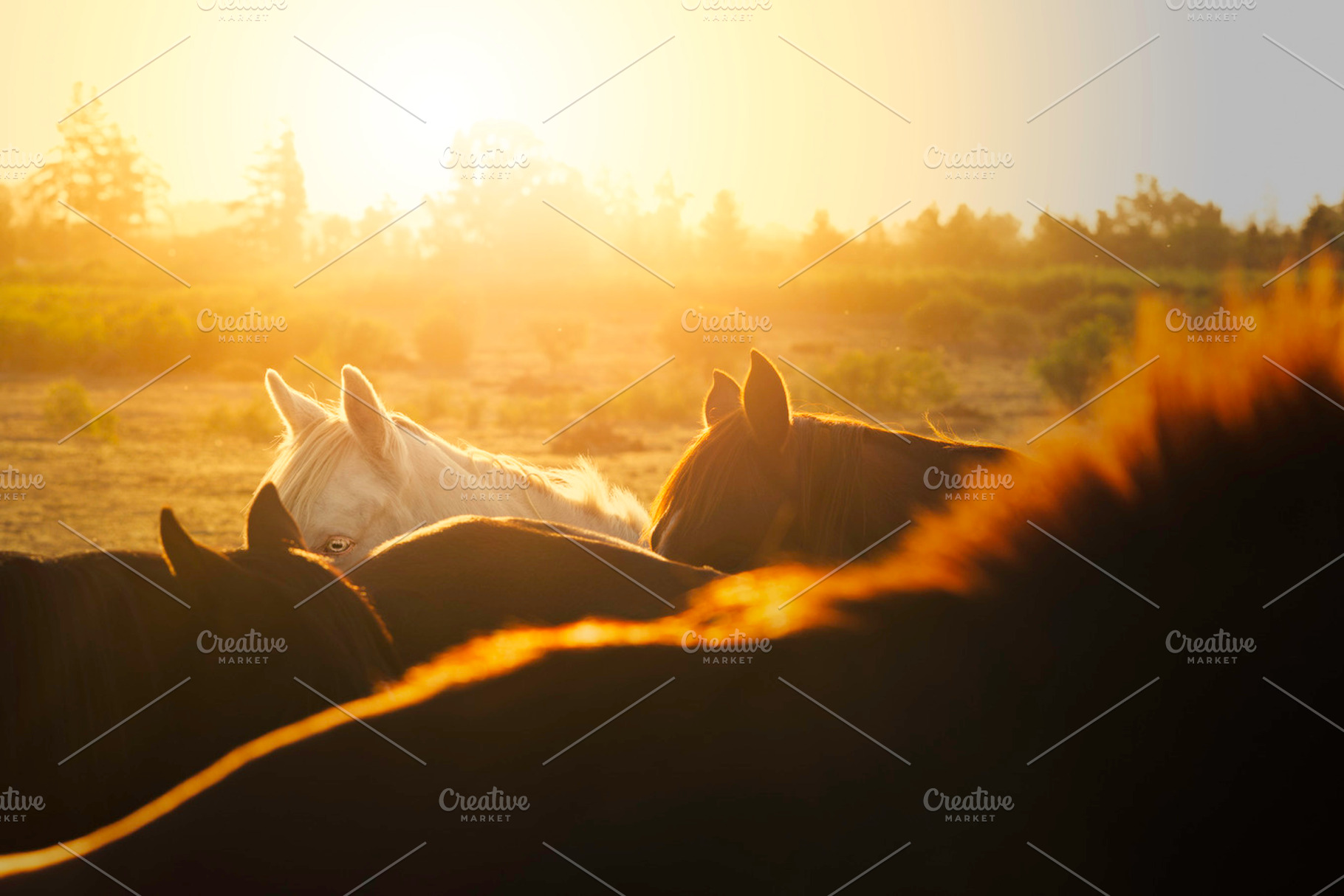The Eye Stock Photo Containing Albino And Horse