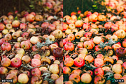 Golden Apple Orchard Presets, a Preset Add-On by AAA Presets (Thumbnail 7 of 14)