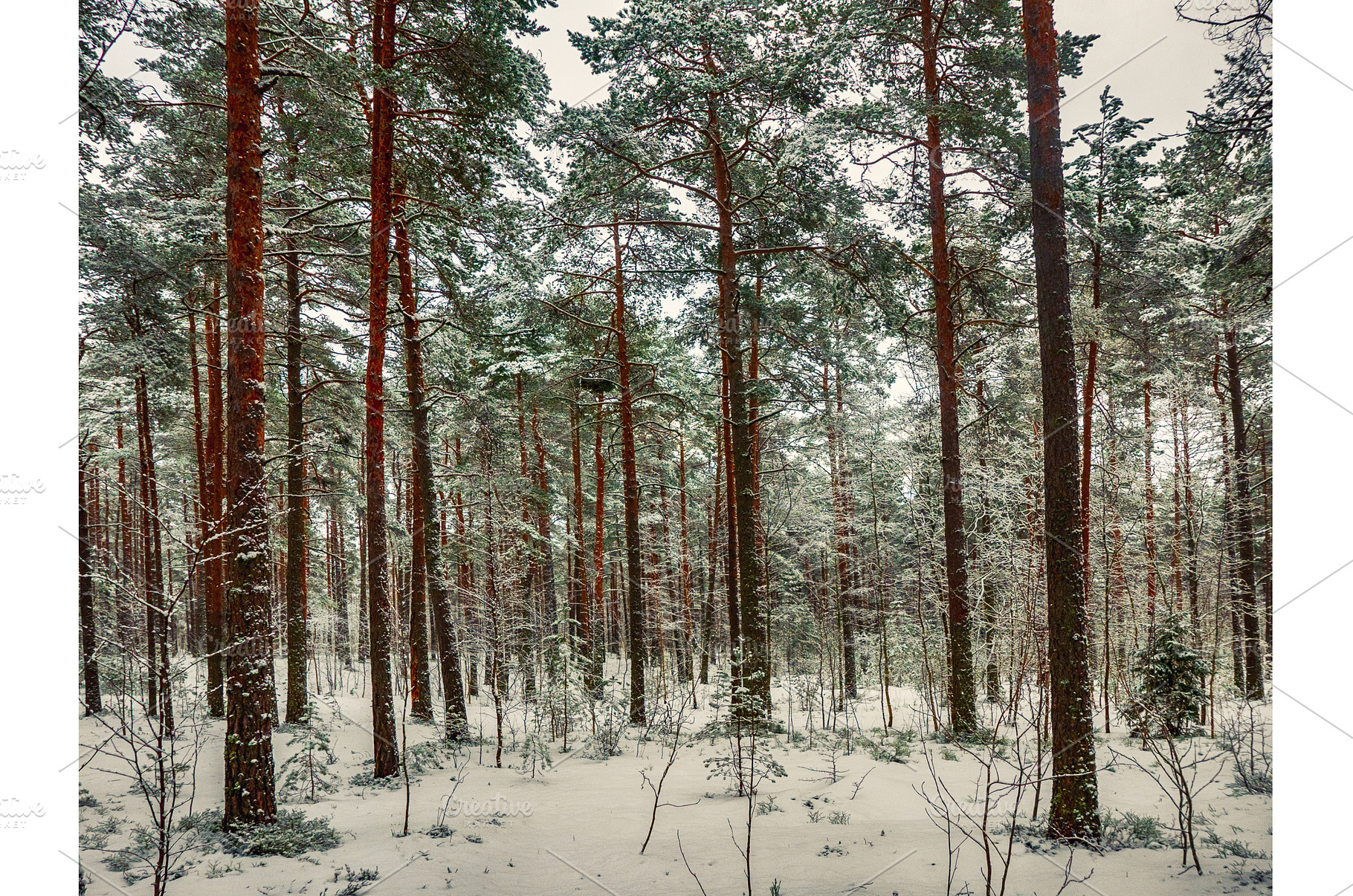 Forest in Estonia, covered with snow, a Nature Photo by Nature and travel