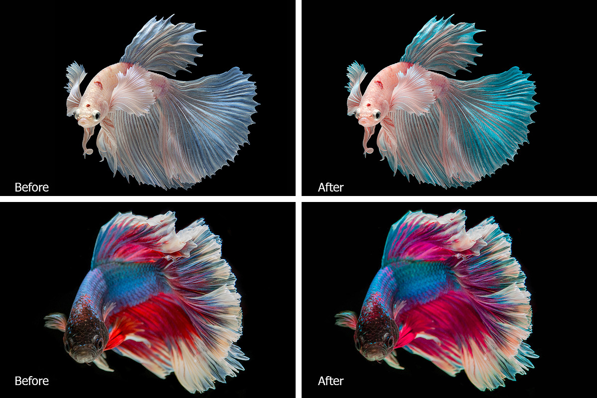 Betta Fish Lr Presets, an Action Add-On by PandoraDreams (Photo 2 of 4)