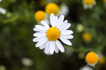 A selective focus of a daisy flower, a Nature Photo by shahsoft