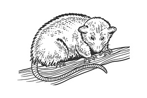 Opossum Sketch Vector Illustration