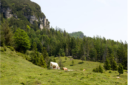 Cattle grazing peacefully