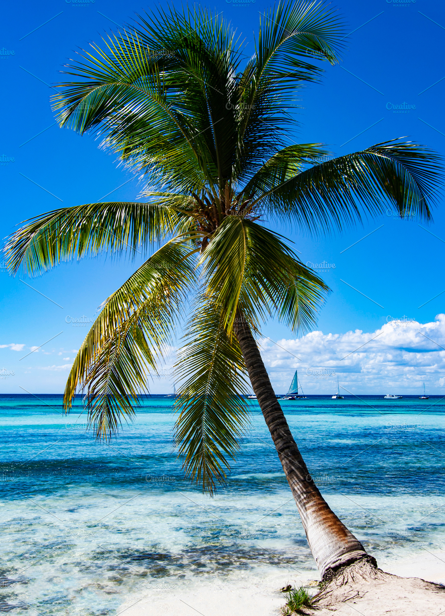 Palm Tree on Ocean Beach, a Nature Photo by zhekos