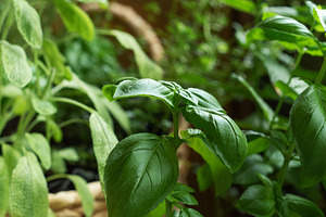Fresh basil and sage growing in herb garden, a Food & Drink Photo by Olena Rudo