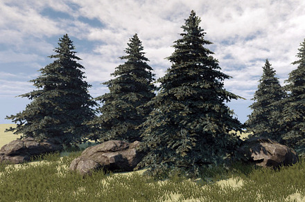 Fir Tree