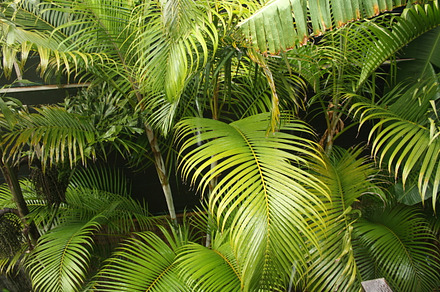 Lush, Green Jungle Plants