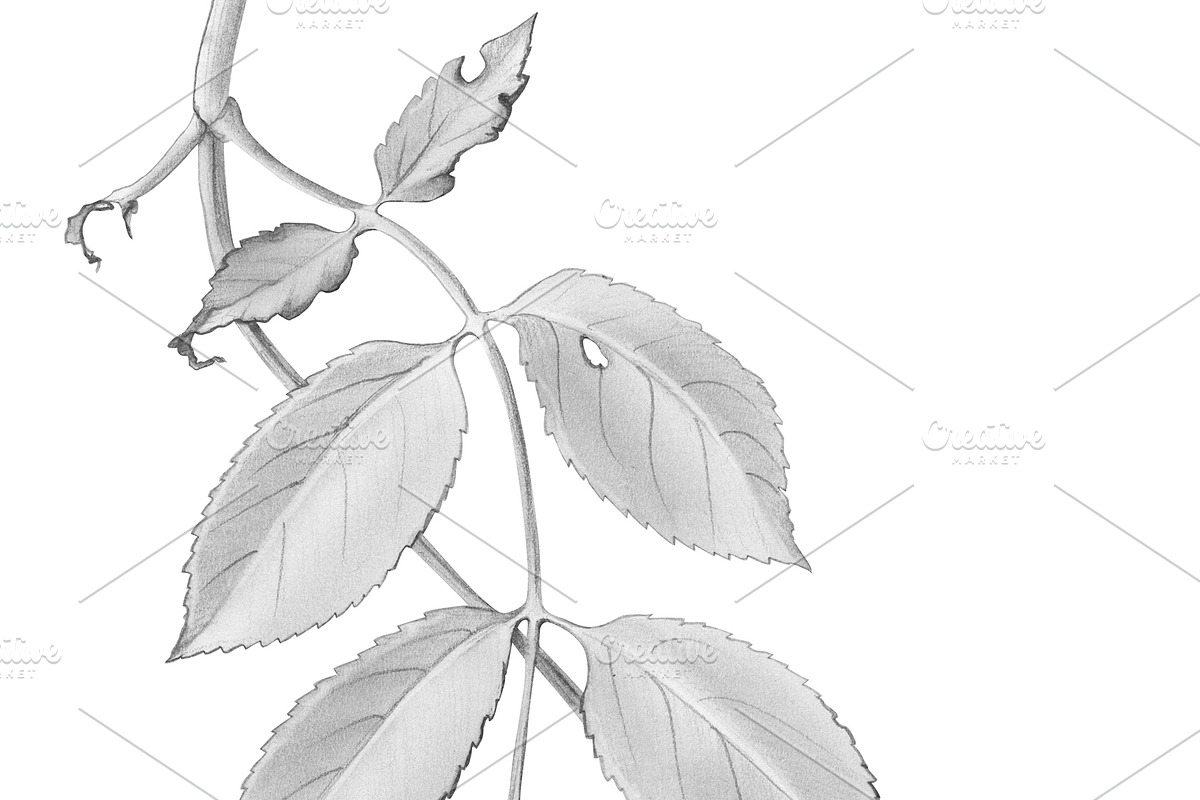 Elder Plant Botanical Illustration, an Illustration by Anna Repp Illustration (Photo 3 of 7)