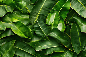 Lush green tropical forest leaves create a vibrant, serene atmosphere in a natu, a Nature Photo by AlyaAnd