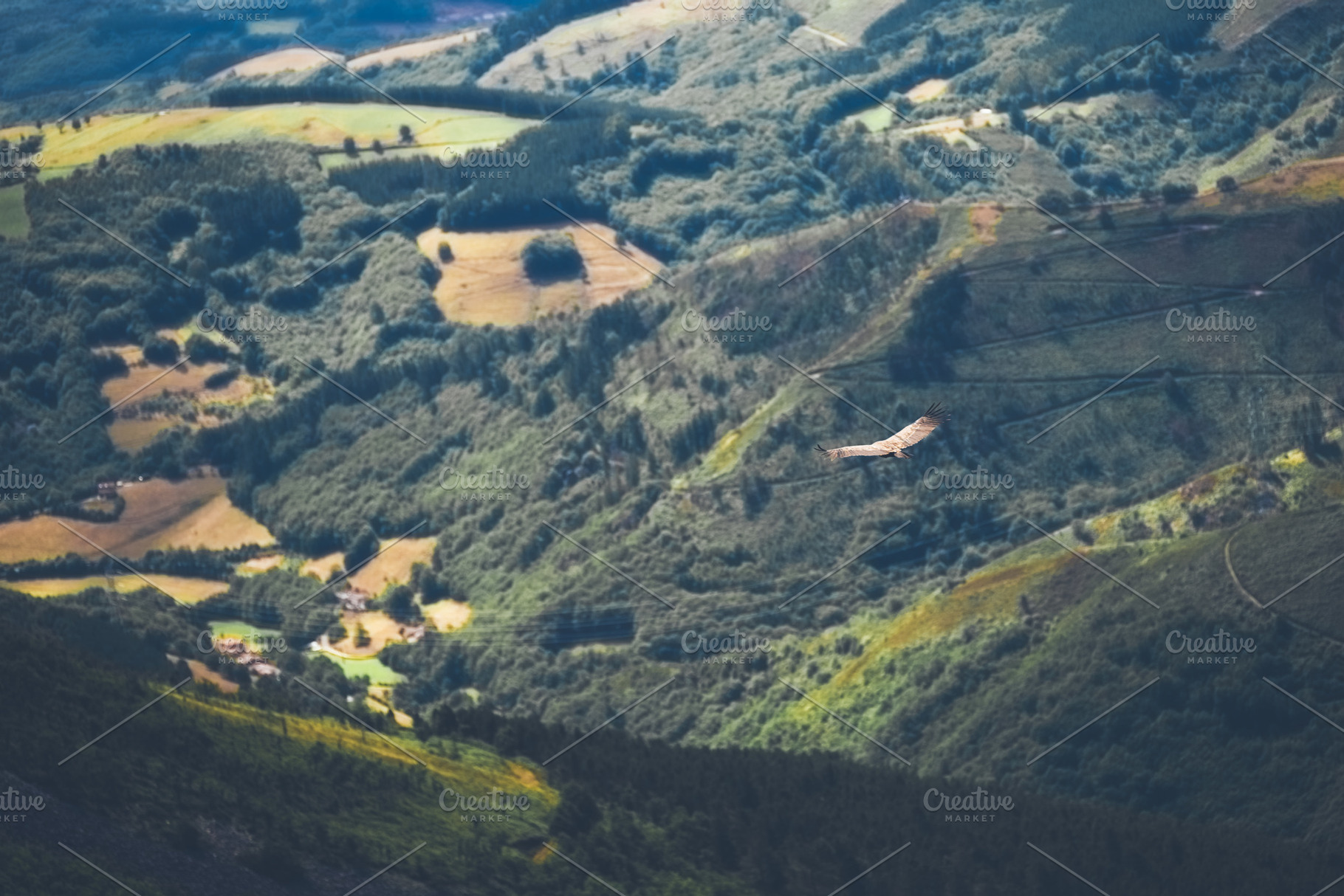Eagle soaring over green valley, an Animal Photo by SkyNext
