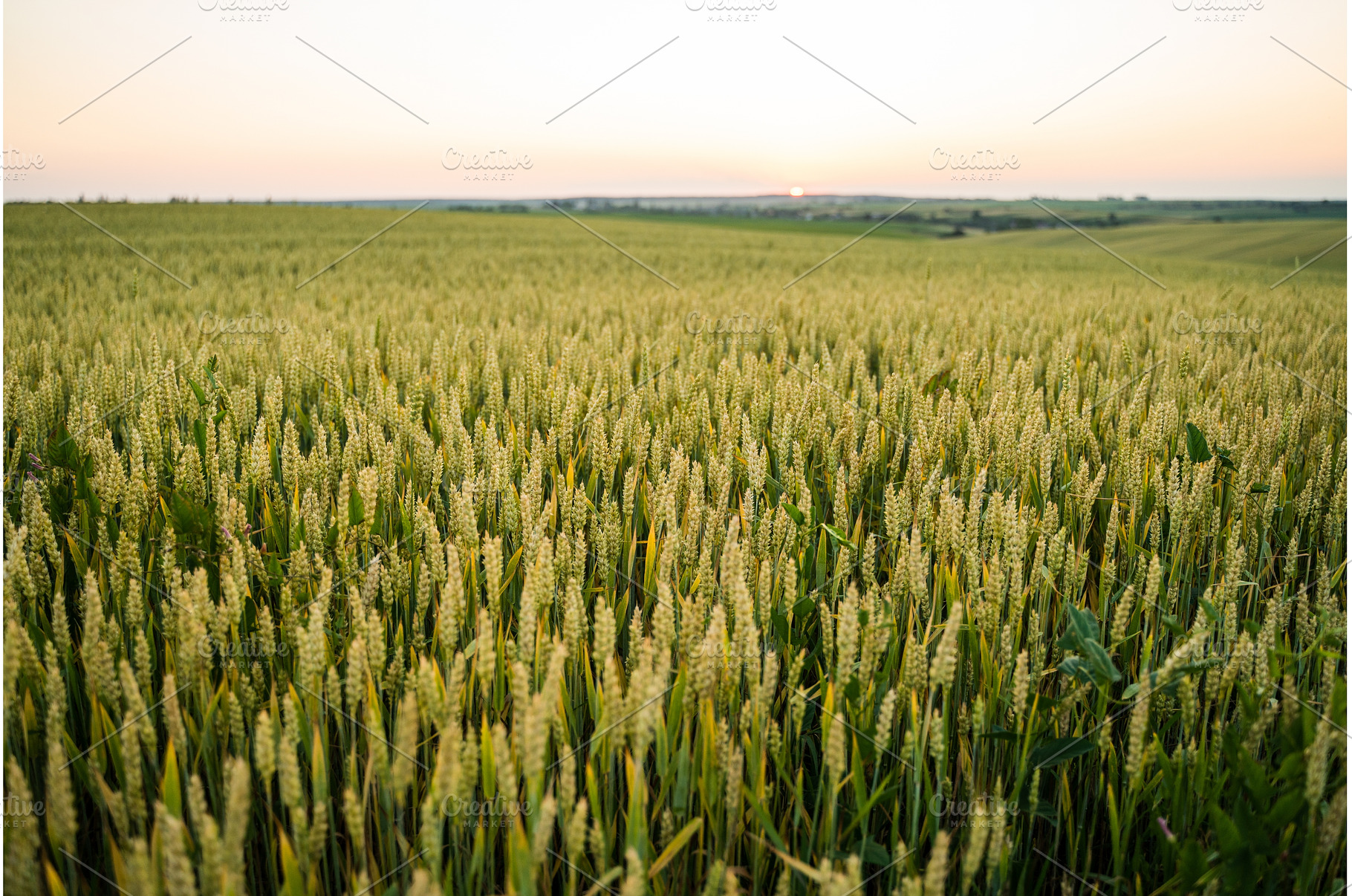 Wheat field showing young green ears, a Nature Photo by volodymyrshtun13795