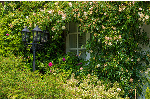 Overgrown roses surround a small, an Architecture Photo by Backyard Stock
