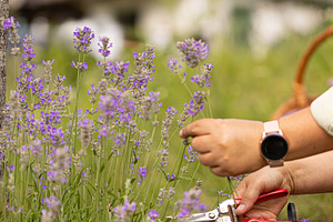 Close up of gardener harvesting lavender flowers, a Photo by Grafvision photography