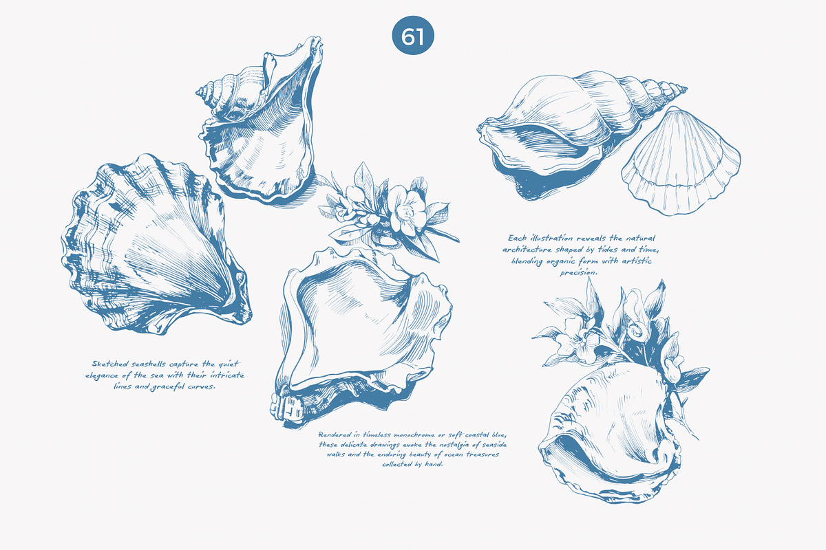 seashell clipart ocean sketch set, a Decorative Illustration by Patishop Art (Photo 3 of 9)