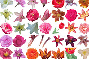 Vintage Flowers Collection, an Object Graphic by Anny (Thumbnail 15 of 17)
