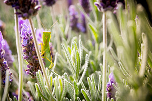 Praying Mantis, a Nature Photo by THP Creative