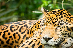 Jaguar Cat Resting, an Animal Photo by THP Creative