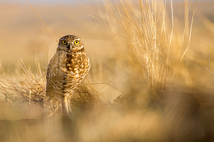 Burrowing Owl - 1500x1000px