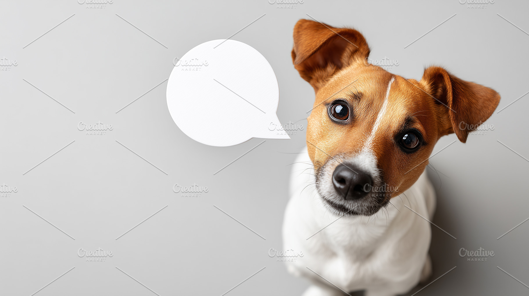 Cute Jack Russell Terrier looking up, an Animal Photo by MistyDay