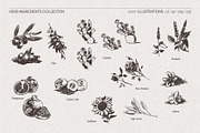 Botanical Herb Ingredients, a Healthcare Illustration by TheMountBirdStudio (Thumbnail 9 of 10)