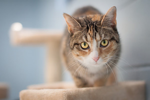 Cat featuring cat, kitten, and eyes