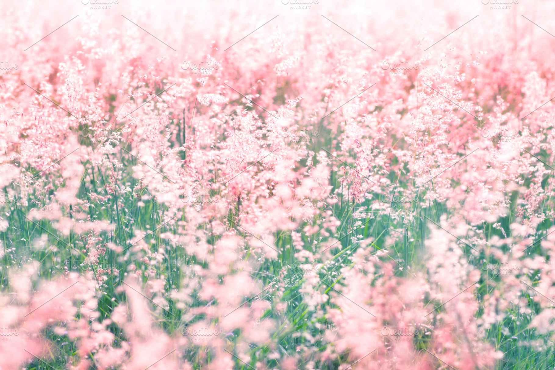 Soft Pink meadow, a Nature Photo by Cozine