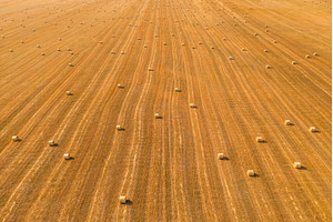 Hay on field aerial perspective view, an Animal Photo by Fascinadora