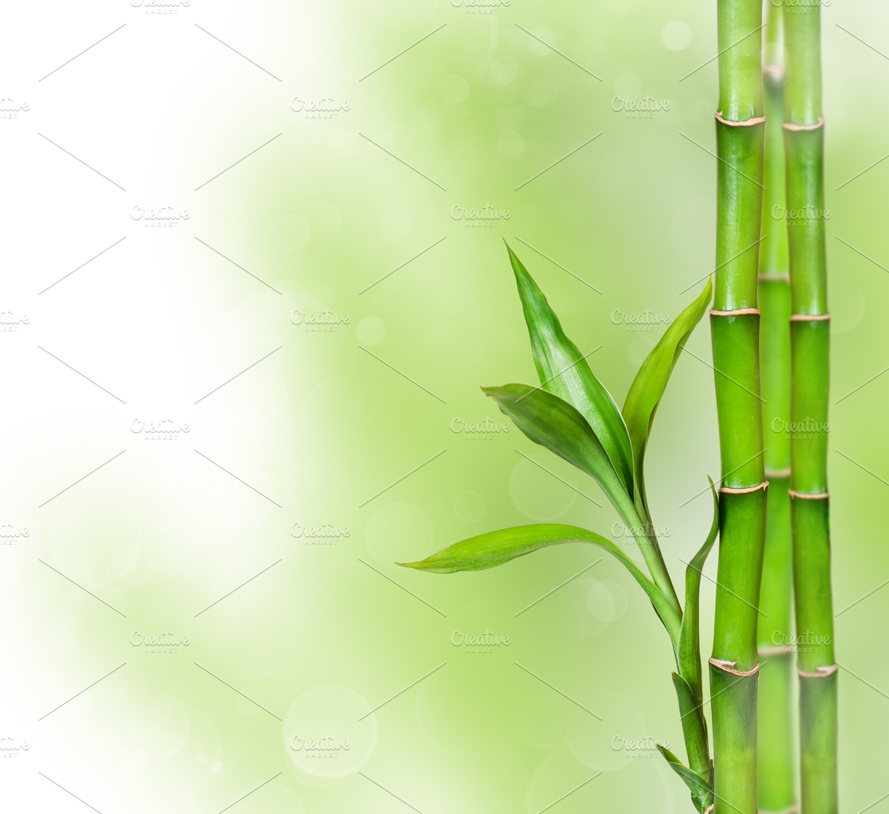 Green background with bamboo leaves featuring bamboo, background, and green, a Nature Photo by Nataliia Pyzhova