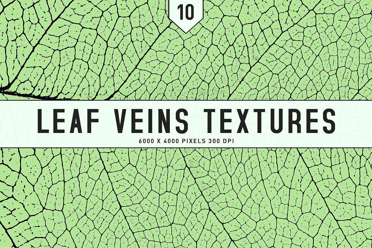 Leaf Veins Textures, a Texture Graphic by Creativetacos (Photo 1 of 4)