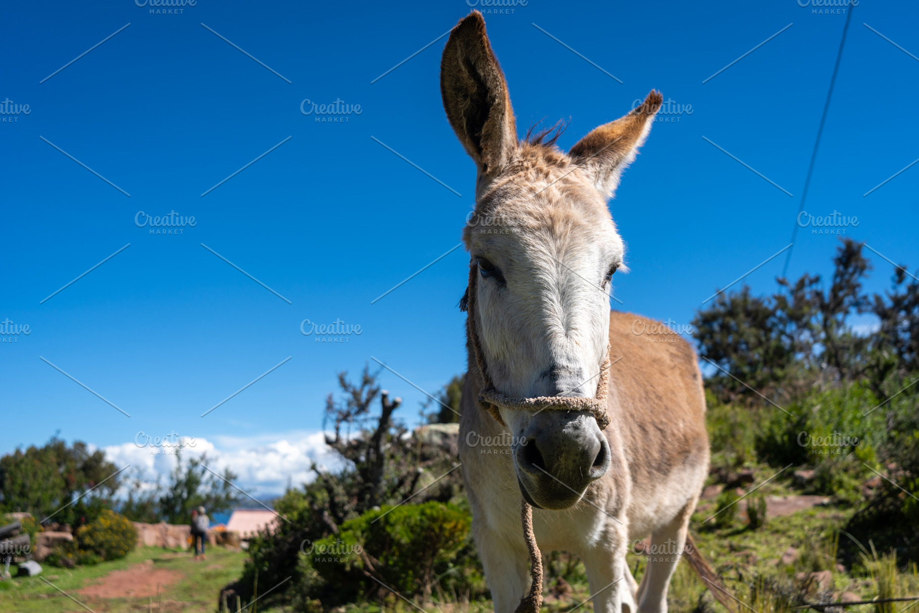 Donkey in Llachon near Lake Titicaca under a clear blue sky, an Animal Photo by GoodGoods