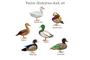 Duck set vector, an Object Illustration by Sweet_print (Thumbnail 1 of 2)